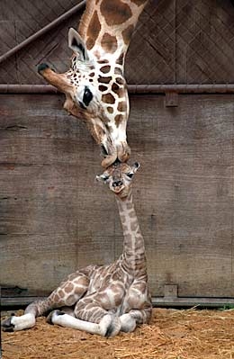 giraff[1].JPG